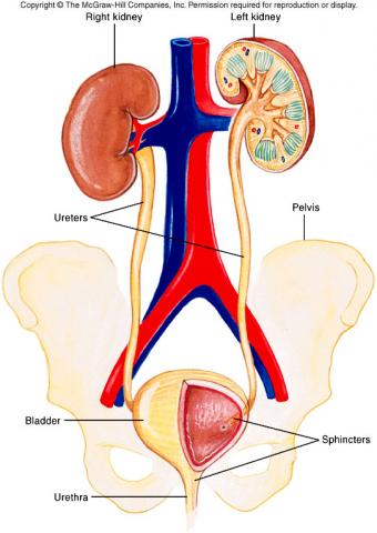 GENITAL URINARY CLINICAL CASE