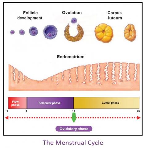 DESCRIBE THE NORMAL HORMONAL RESPONSE OF THE OVARIES DURING THE MENSTRUAL CYCLE