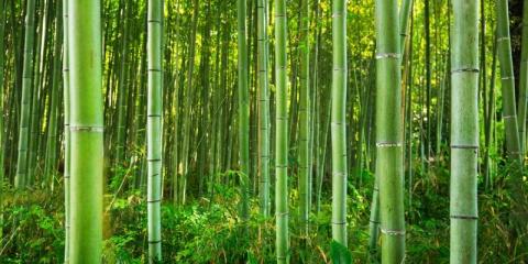 Essay on bamboo