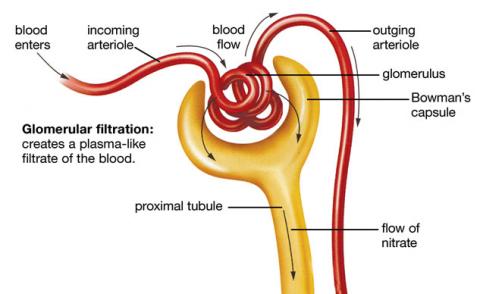 1. DISCUSS THE NORMAL GLOMERULAR FILTRATION AND TUBULAR REABSORPTION AND SECRETION