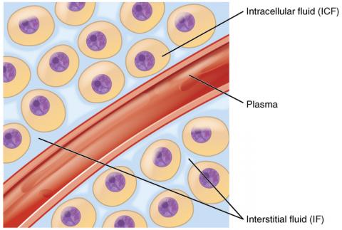 2.DISCUSS THE RELATIONSHIP BETWEEN INTERCELLULAR AND EXTRACELLULAR FLUIDS VOLUMES