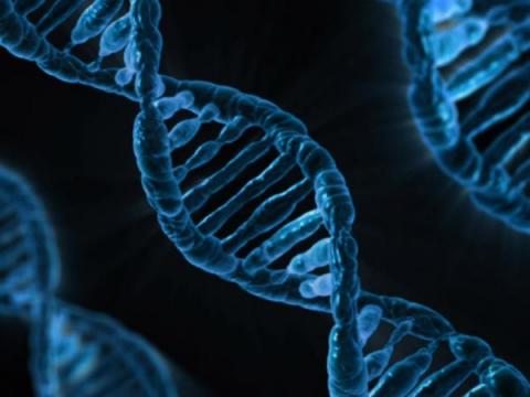 SAMPLE ESSAY ON DNA PROFILING